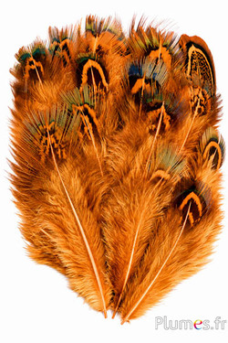 Fagiano dorato - 5-8 cm - menta-oro azteco
